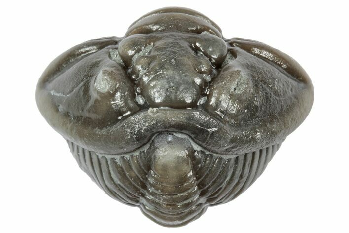 Wide Enrolled Flexicalymene Trilobite - Mt Orab, Ohio #358114